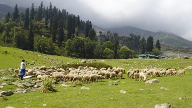 Best Rated Place To Stay In Gulmarg India