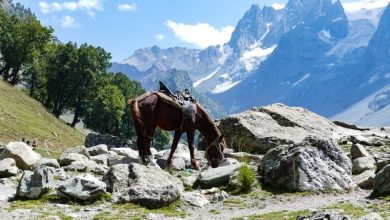 Best Rated Place To Stay In Katra (Jammu and Kashmir) India